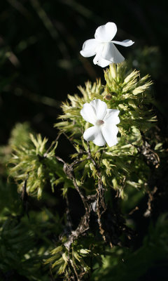 IMG_0276b.jpg