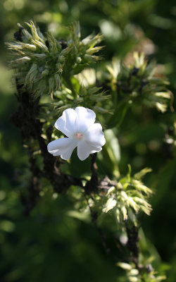 IMG_0275b.jpg
