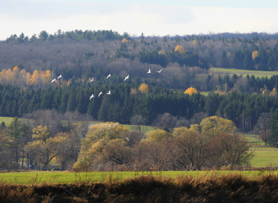 Snow geese