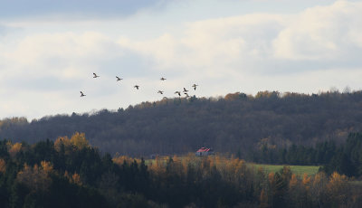 Snow geese