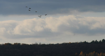 Snow geese