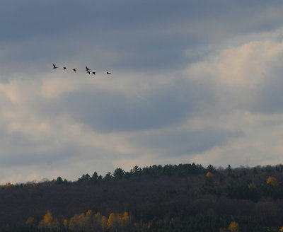 Snow geese