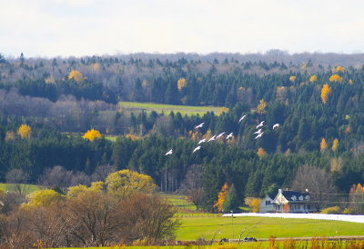 Snow geese