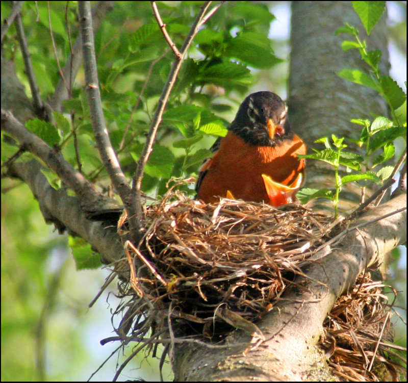 1hatched.jpg