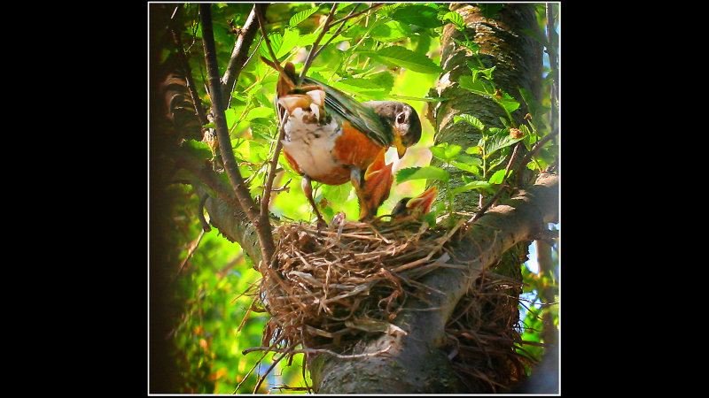 Ken Zimmerman - nest.jpg