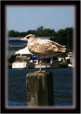 gull.jpg