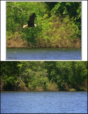 eagle.jpg