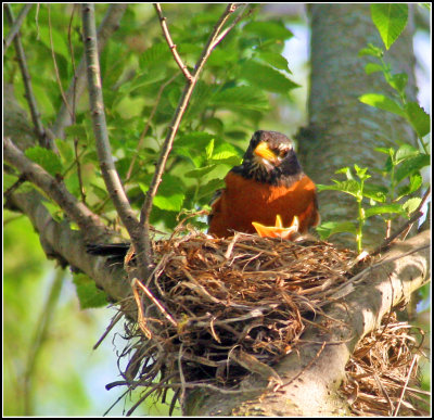 hatched3.jpg