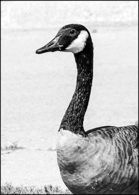 goose1.jpg