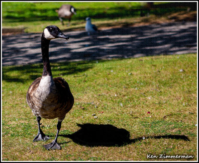 GooseTexture.jpg