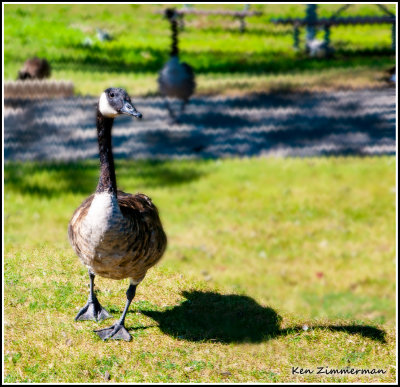 WavyGoose.jpg