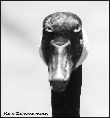 gooseEye.jpg
