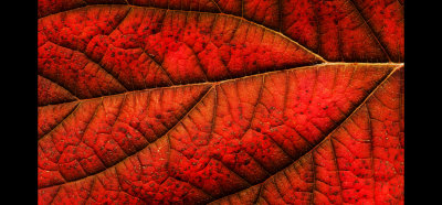 Ken Zimmerman- Red Leaf.jpg