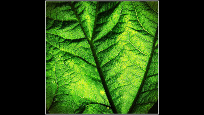 Ken Zimmerman - Green Leaf.jpg