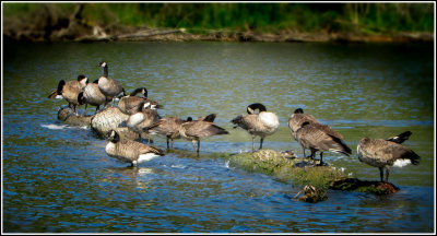 8-23-22 Geese on the log