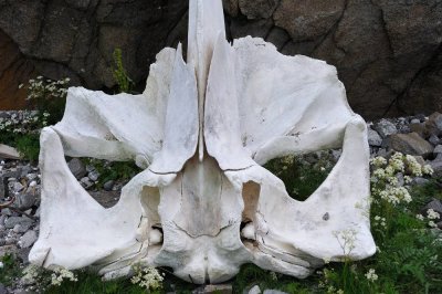 077_NOR190406.jpg