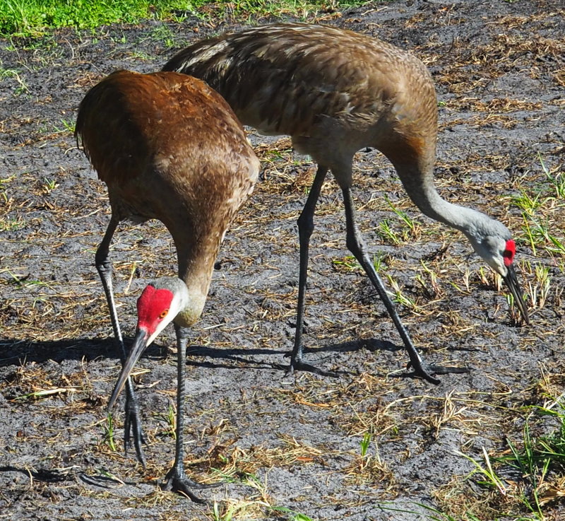 Sand Hill Crane 04 Bradenton, Florida - May 30, 2019