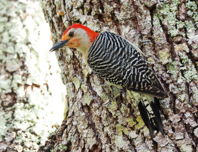 Red-Bellied Woodpecker on tree