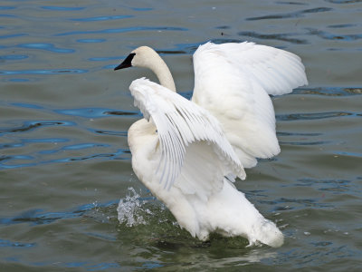 Trumpeter Swan - Collingwood, Ontario (April, 2019)