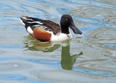 Northern Shoveler Duck (Male) - Collingwood Harbour (April 2019) A