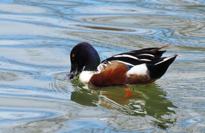 Northern Shoveler Duck (Male) - Collingwood Harbour (April 2019) B