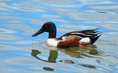 Northern Shoveler Duck (Male) - Collingwood Harbour (April 2019) C