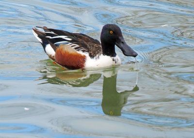 Northern_Shoveler_Duck.JPG