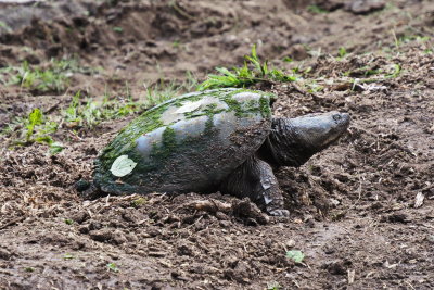 Snapping Turtles Laying eggs around Collingwood Harbour- June 30, 2019