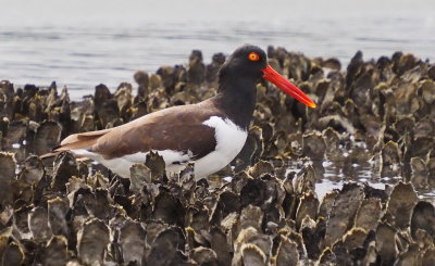 American_Oystercatcher_1.JPG