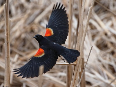 Red Winged Blackbird - Collingwood Harbour April 13, 2021