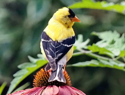 American Goldfinch - Collingwood, Ontario
