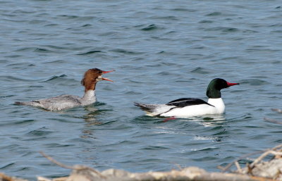 Mergansers - Yes, I'm talking to you mister!!