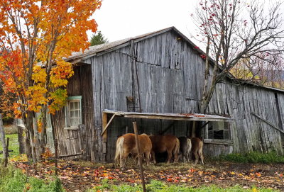 Horses Barn_A190254_0.jpg