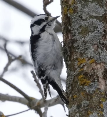 Downy Woodpecker - Female Feb 26_2022