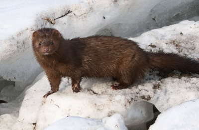 Mink on the Collingwood Harbour Ice - March 17, 2022