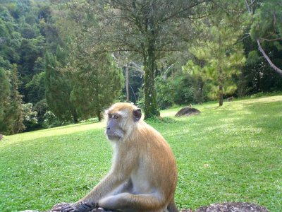 Monkey at Botanical Gardens, Penang