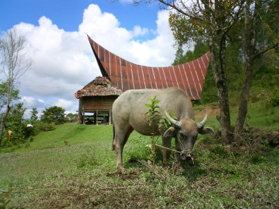 Bull & Batak house - Samosir Island, Sumatra