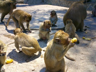 Feeding the monkeys - near Phuket