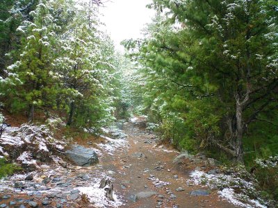 Trail through pine forest