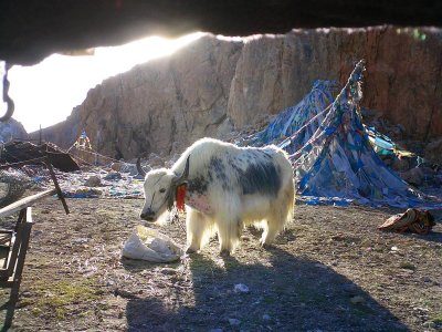 Yak at Nam Tso