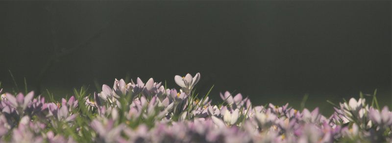 40:365<br>Dont cry, dont cry please<br>Suns shining flowers blooming <br>Lifes worth living now