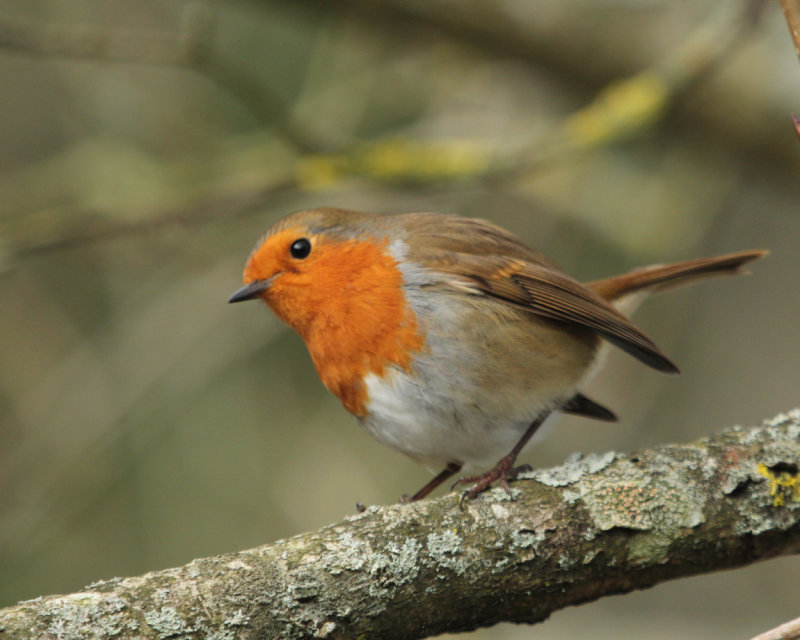 54. Robin at Arundel