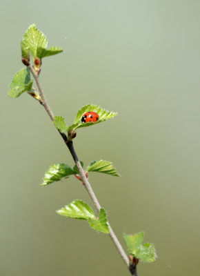 19. Bug