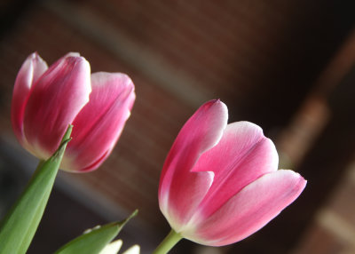 65:365pink tulips arriveawakened from winter's sleepperfection's allure