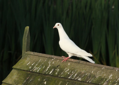 106:365White Dove