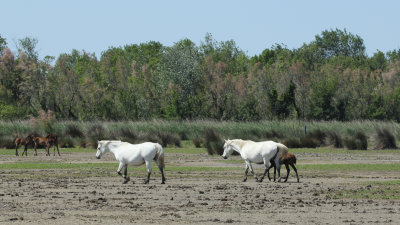 151:365<BR>White Horses