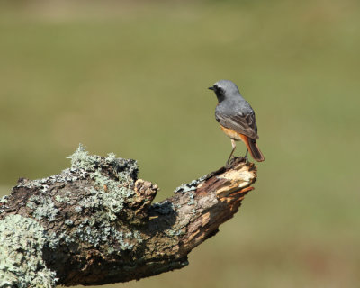 161. Common Redstart