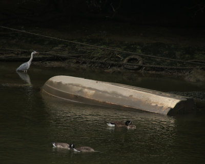 206. Heron and Hull