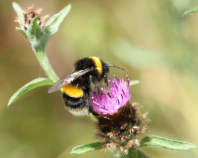 246. Essential Buzz