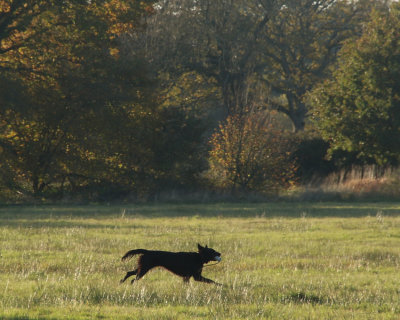 321. Fetch !